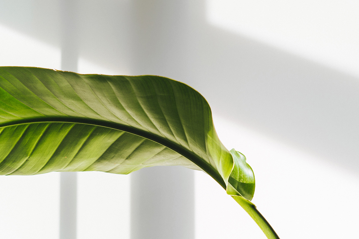 banana leaf at Tornqvist Coffee Hamburg designed by AENY